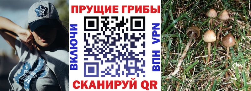 Псилоцибиновые грибы мицелий  Купить где  Заинск 